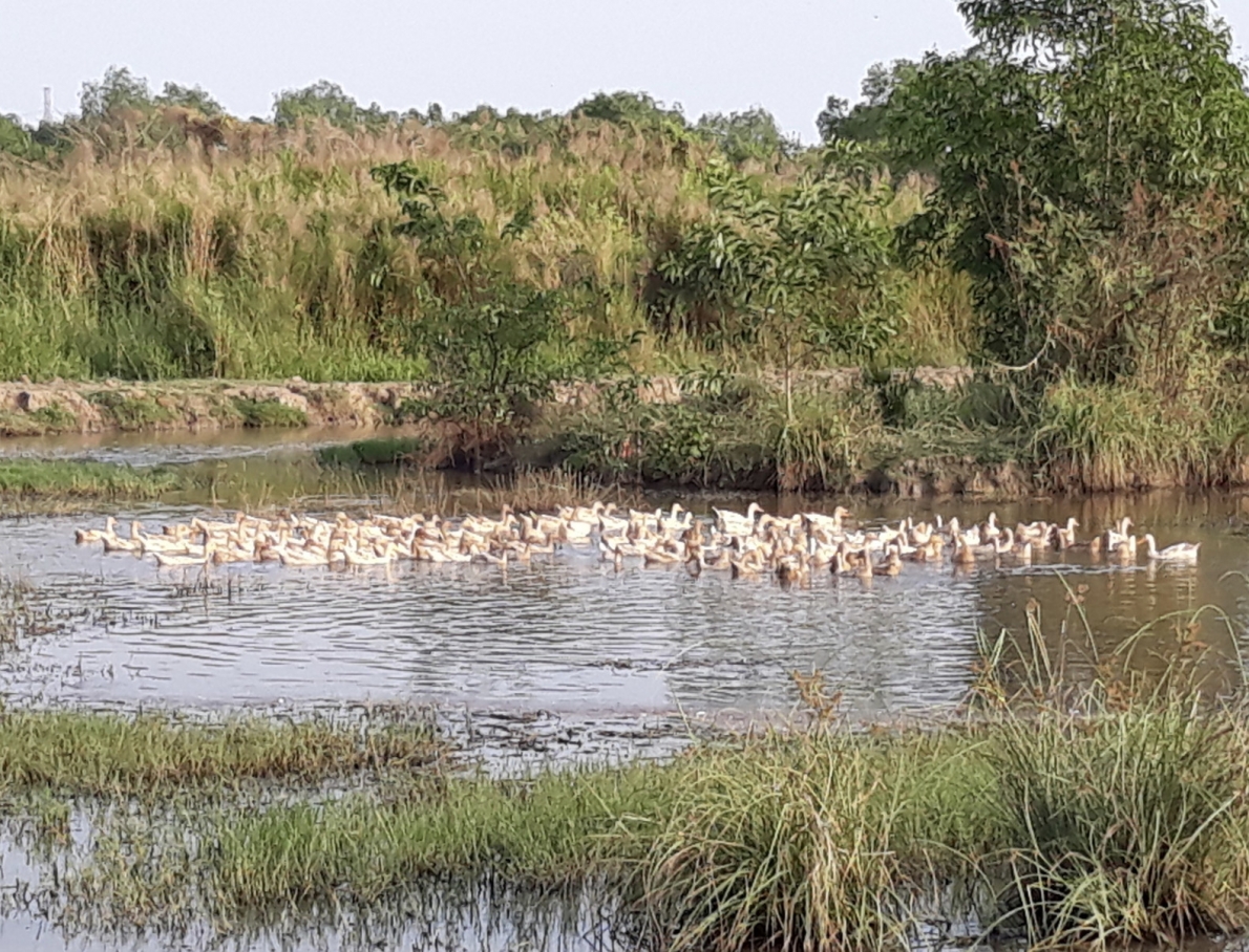 Xót xa hơn 1 triệu m2 đất bỏ hoang 15 năm, cho bò thả rông, vịt chạy đồng …