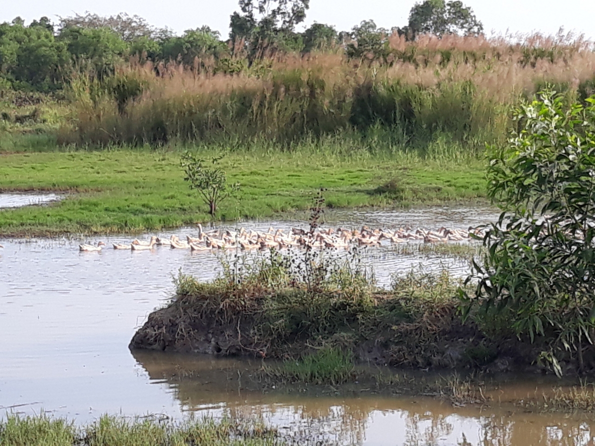 Xót xa hơn 1 triệu m2 đất bỏ hoang 15 năm, cho bò thả rông, vịt chạy đồng …