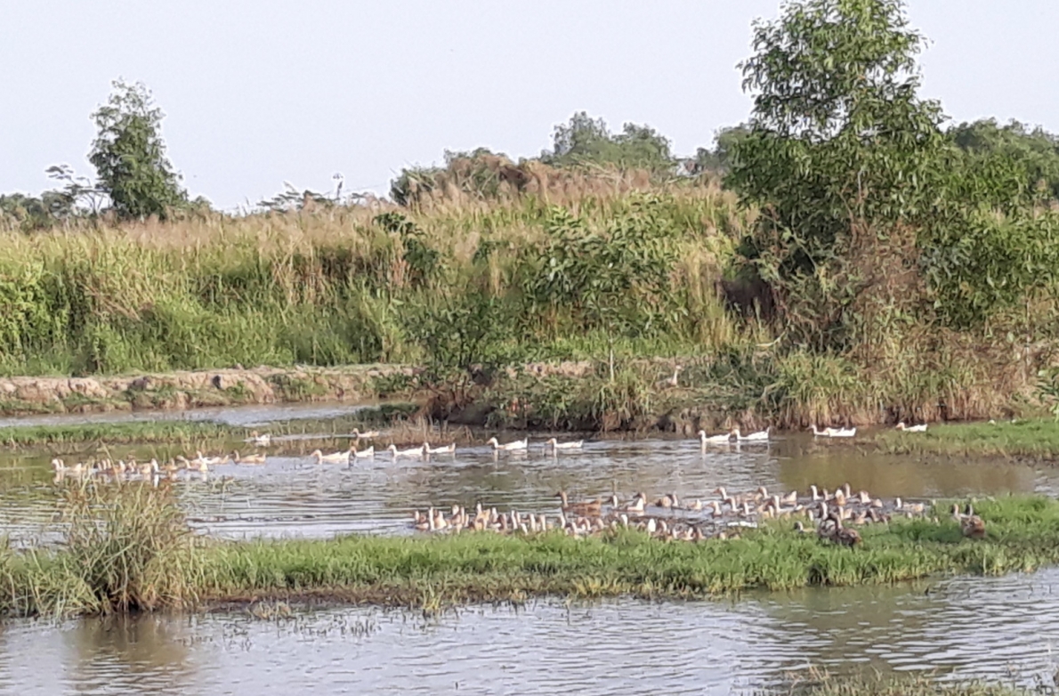 Xót xa hơn 1 triệu m2 đất bỏ hoang 15 năm, cho bò thả rông, vịt chạy đồng …