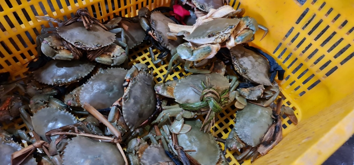 Cua ở Cà Mau chết bất thường là do ký sinh trùng