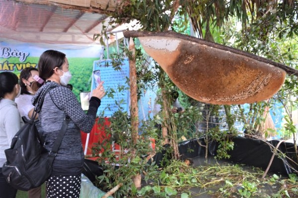 Xác lập kỷ lục đối với tổ ong mật lớn nhất Việt Nam