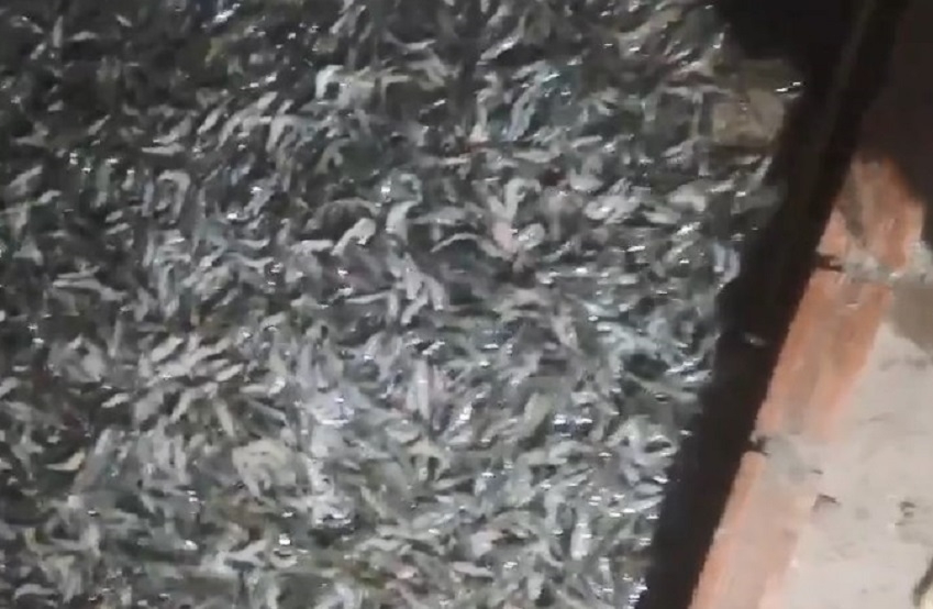 Điều tra ao tôm siêu thâm canh bị đầu độc