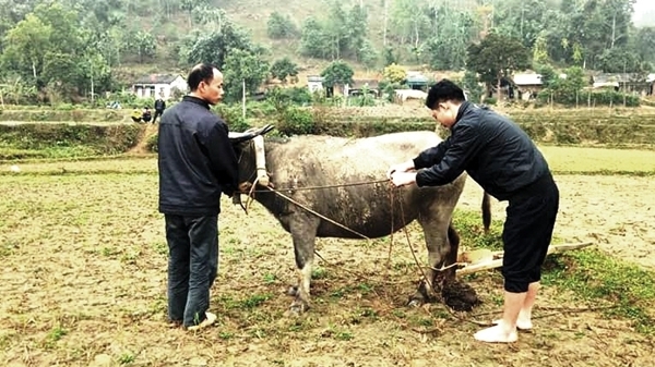 Độc đáo văn hóa đón Xuân của đồng bào Mông Tây Bắc