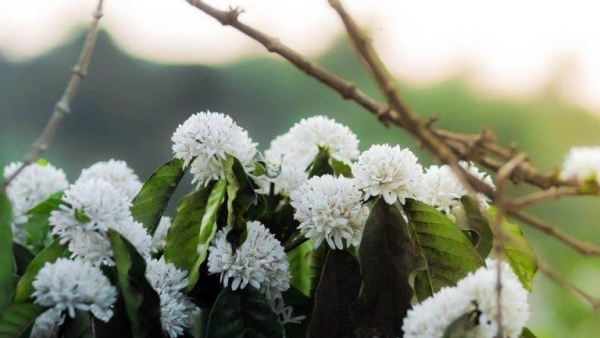 Tây Nguyên mùa Xuân trắng