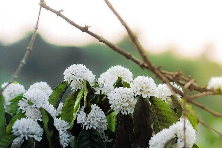 Tây Nguyên mùa Xuân trắng