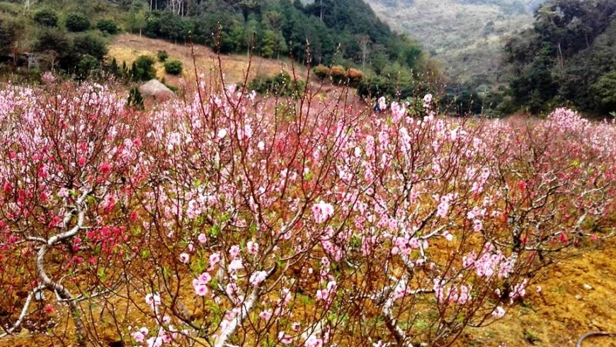 Giữ đào rừng  là giữ sắc màu Tây Bắc