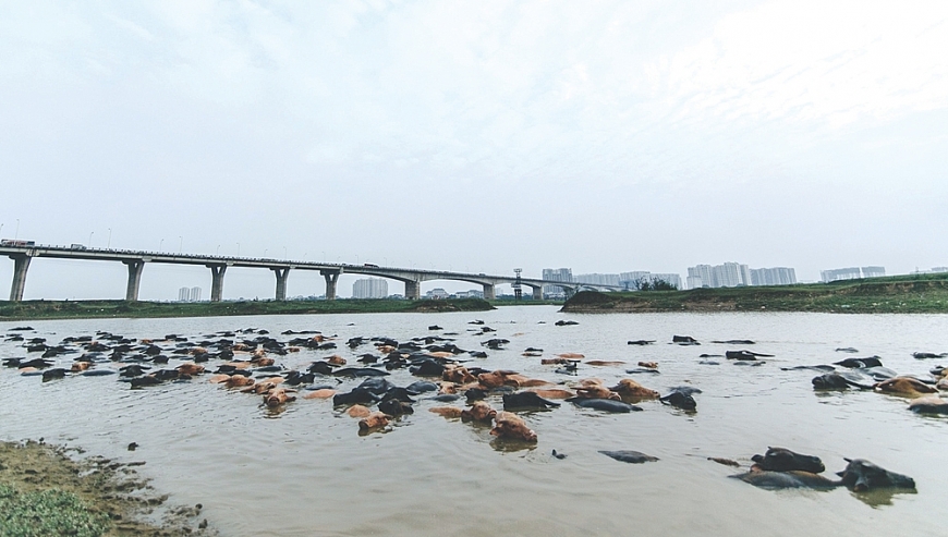 4. Đàn trâu của ông Nguyễn Văn Tiến đằm nước bên chân cầu