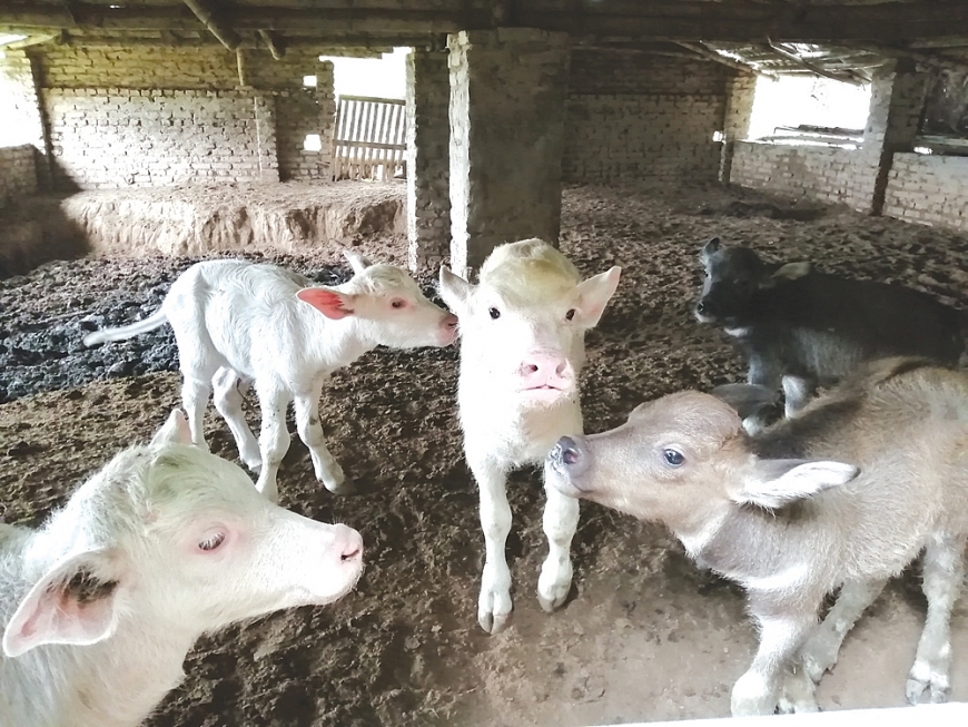 Những con nghé mới sinh trong tuần