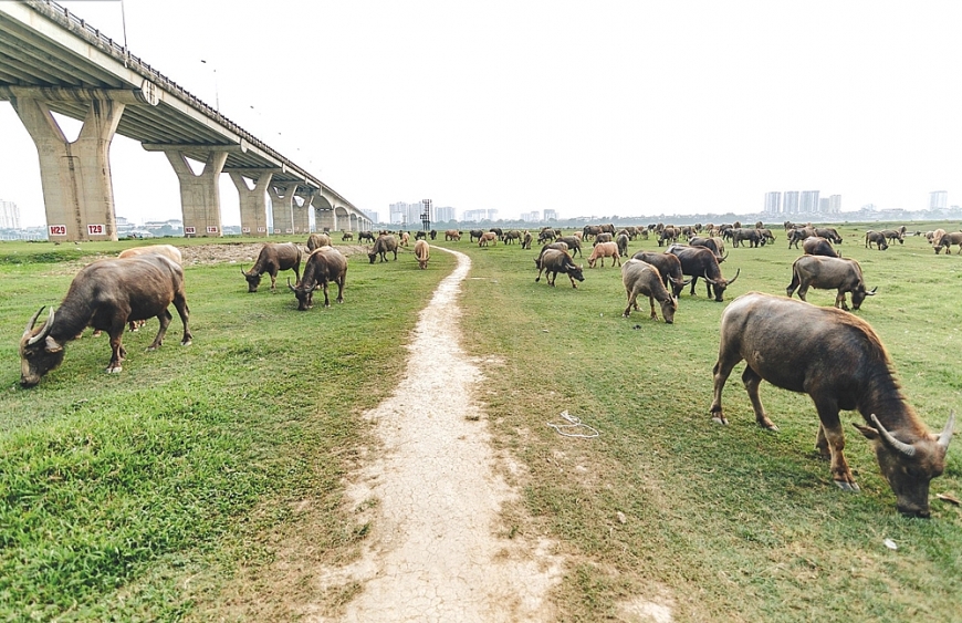 3. Đàn trâu của ông Nguyễn Văn Tiến dưới chân cầu Vĩnh Tuy