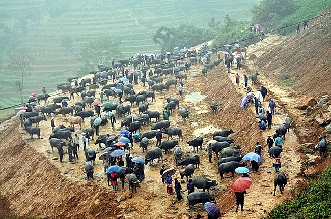 Độc đáo những phiên chợ trâu