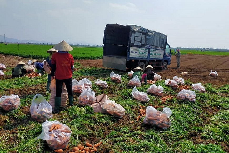 Điệp khúc “giải cứu nông sản” và nước mắt nông dân