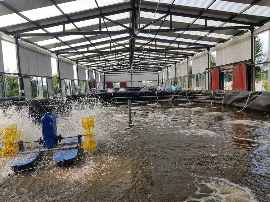 Ao nổi được xây dựng trong nhà mái tôn kính vách của cơ sở anh Nguyễn Chí Tình