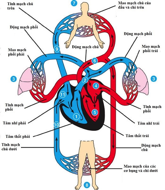 Tim  Vẽ Giải Phẫu  Heart Anatomy  YouTube