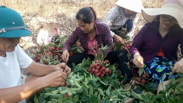 Thay đổi cách tiêu thụ vải thiều, nông dân thắng lớn