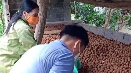 Vải sau khi sấy xong