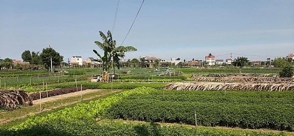 Không còn cảnh tấp nập thu mua rau, trải nghiệm làm nông dân ở Trà Quế như trước Không còn cảnh tấp nập thu mua rau, trải nghiệm làm nông dân ở Trà Quế như trước