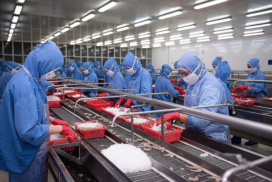 Hoạt động sản xuất tôm xuất khẩu tại Công ty CP Sao Ta