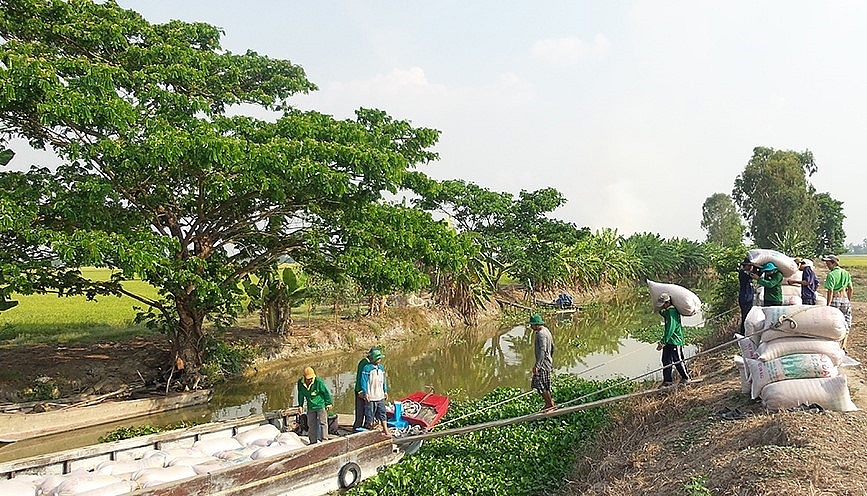 Thương lái mua lúa nông dân. Ảnh Trọng Triết 