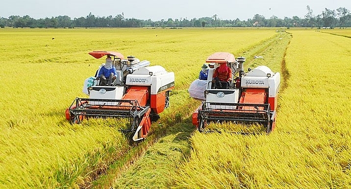 Thu hoạch lúa ở đồng bằng sông Cửu Long