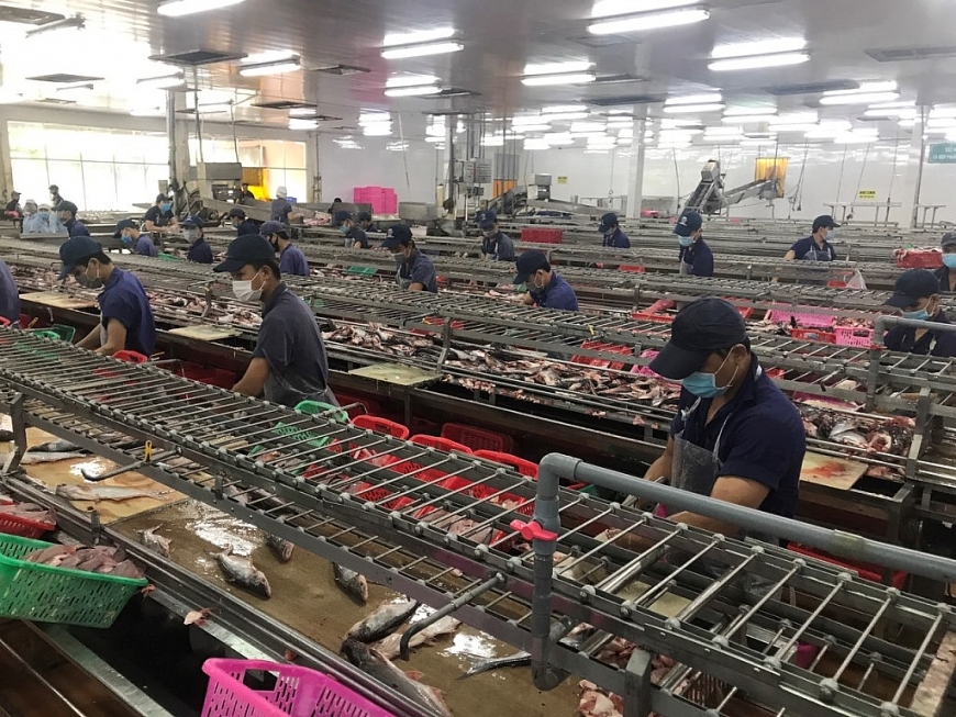 Lượng công nhân làm việc tại nhà máy chế biến được duy trì ở mức 35-45%. Ảnh Trọng Triết