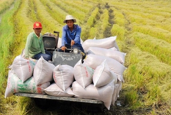 Xuất khẩu gạo trông chờ “luồng xanh” và vốn vay