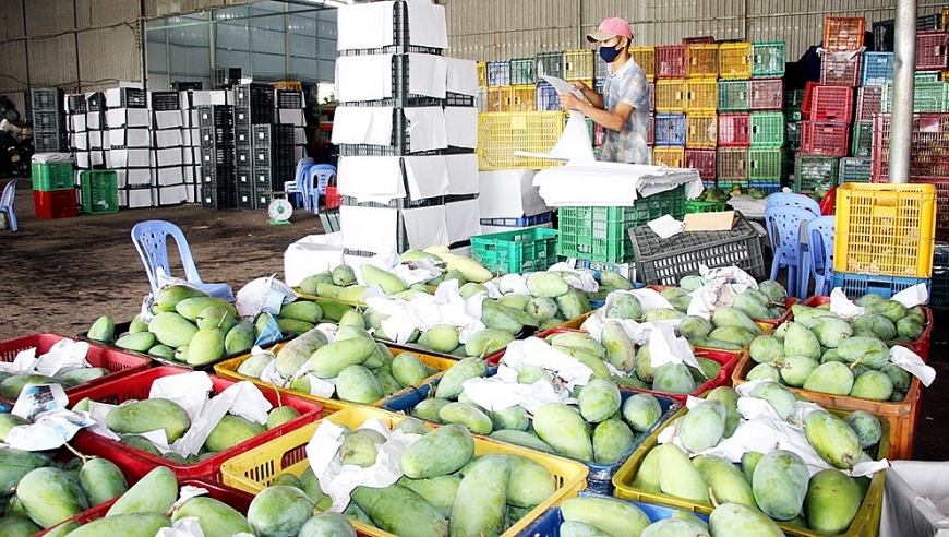 Xoài đạt chuẩn VietGAP được liên kết tiêu thụ.