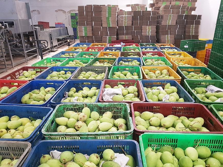 Xoài đóng thùng tiêu thụ thị trường nội địa.