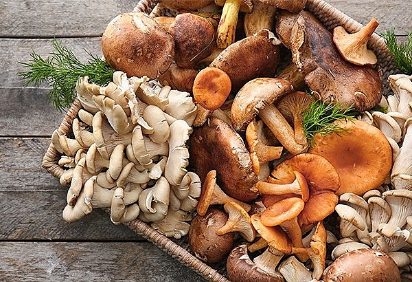 undefined 0551 musroom