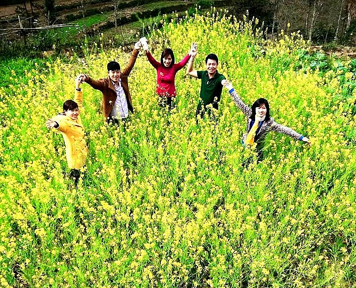 Sắc vàng rực rỡ của hoa cải