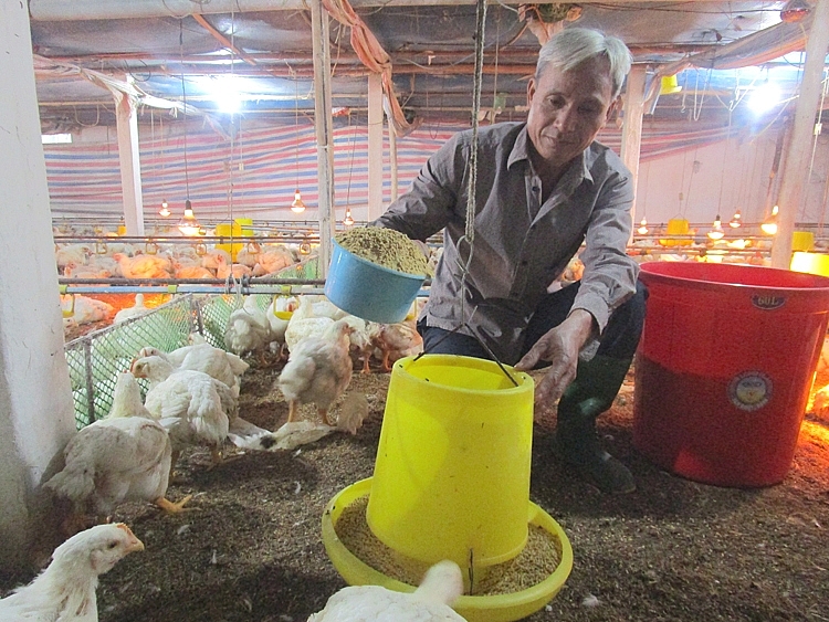 Làm giàu từ nuôi gà trắng