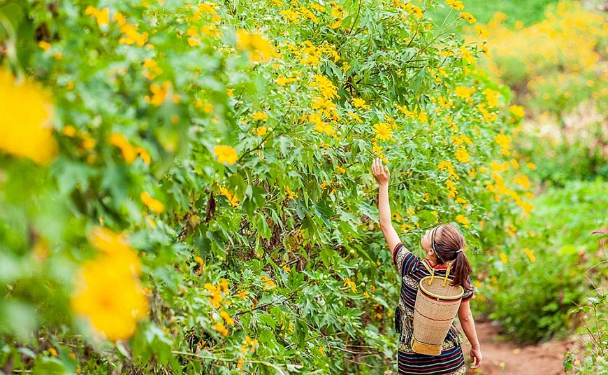 Tây Nguyên mùa dã quỳ trổ bông!
