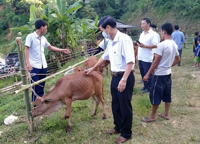 Đàn bò do Công ty GGS Thanh Ninh  cấp cho dân nghèo xã Pù Nhi ngày 26/8/2020 (Ảnh: Hội ND tỉnh cung cấp).