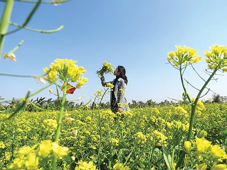 Hoa cải vàng ven sông ấy...