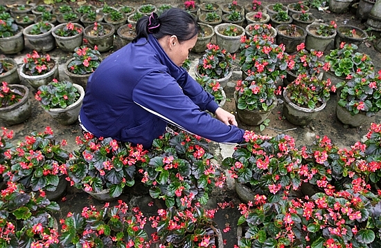 Nôn nao hoa Tết ở miền Trung