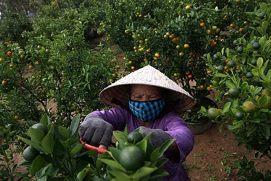 Đợt cắt tỉa cành quất cuối cùng của nông dân xã Tân An để nhường chất cho quả chín đều vào Tết