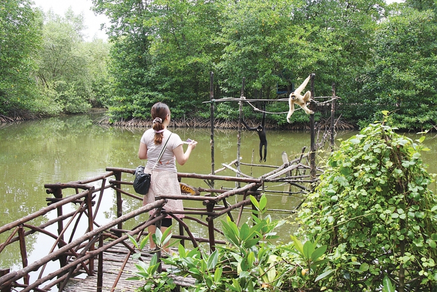 Một góc khu Dự trữ Sinh quyển Cần Giờ