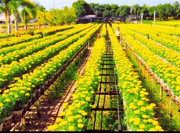 Phát huy hiệu quả nhiệm vụ kép “Vừa chống dịch, vừa phát triển kinh tế-xã hội năm 2020”