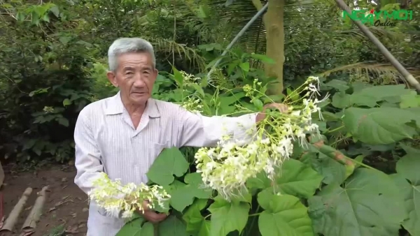 Cây thuốc quanh mình và ân tình của người cao tuổi