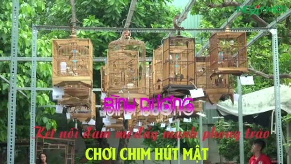 Phong trào chơi chim hút mật