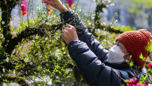 Video nhất chi mai