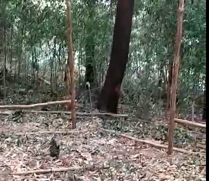 Video: Phá rừng xâm hại đất dự án.