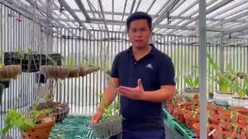 Có hay không chuyện tráo “long” đổi “phụng”
