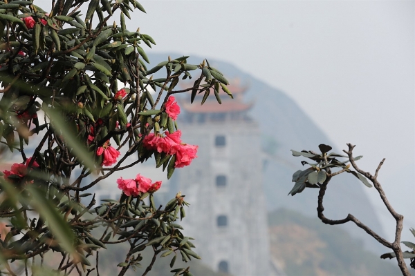 Fansipan mùa hoa nở trong mây